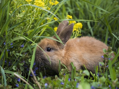 A small brown rabbit is nestled among lush green grass and vibrant yellow and purple wildflowers. The scene is rich with natural textures and colors, showcasing the rabbit partially hidden amidst the foliage.