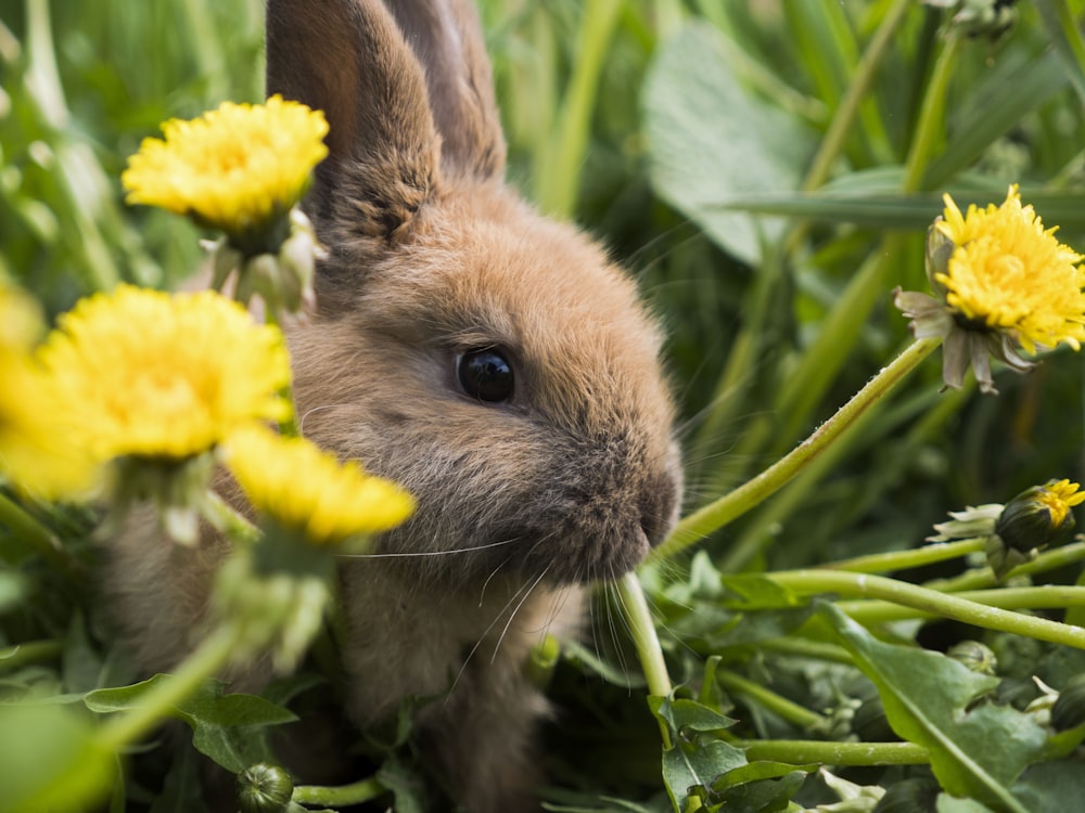 a small rabbit sitting in a field of flowers