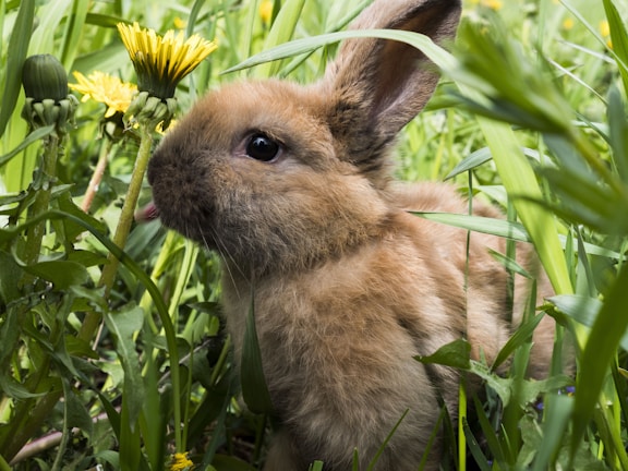 A fluffy rabbit nibbling on fresh green grass in a cozy backyard setting.