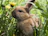 A fluffy rabbit nibbling on fresh greens in a sunny garden patch.