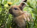 A fluffy rabbit nibbling on fresh greens in a sunny garden patch.
