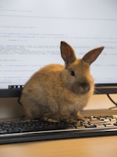 A fluffy brown rabbit is perched on a computer keyboard, with a monitor displaying lines of code in the background. The rabbit's ears are upright and its fur looks soft.