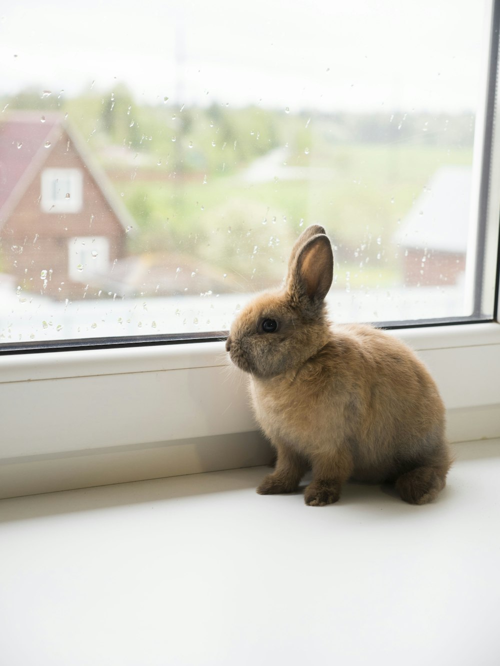 a small rabbit sitting on a window sill