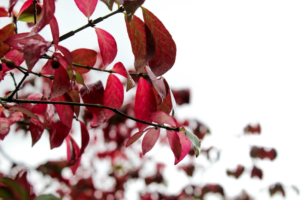 red leaves in tilt shift lens