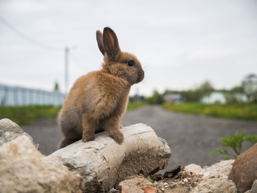 a small rabbit sitting on top of a pile of rocks