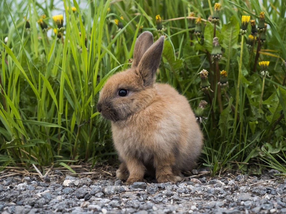 a small rabbit is sitting in the grass