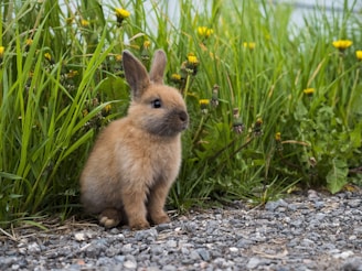 a small rabbit is sitting in the grass