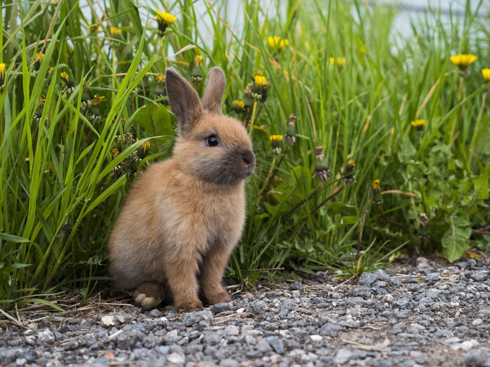 a small rabbit is sitting in the grass