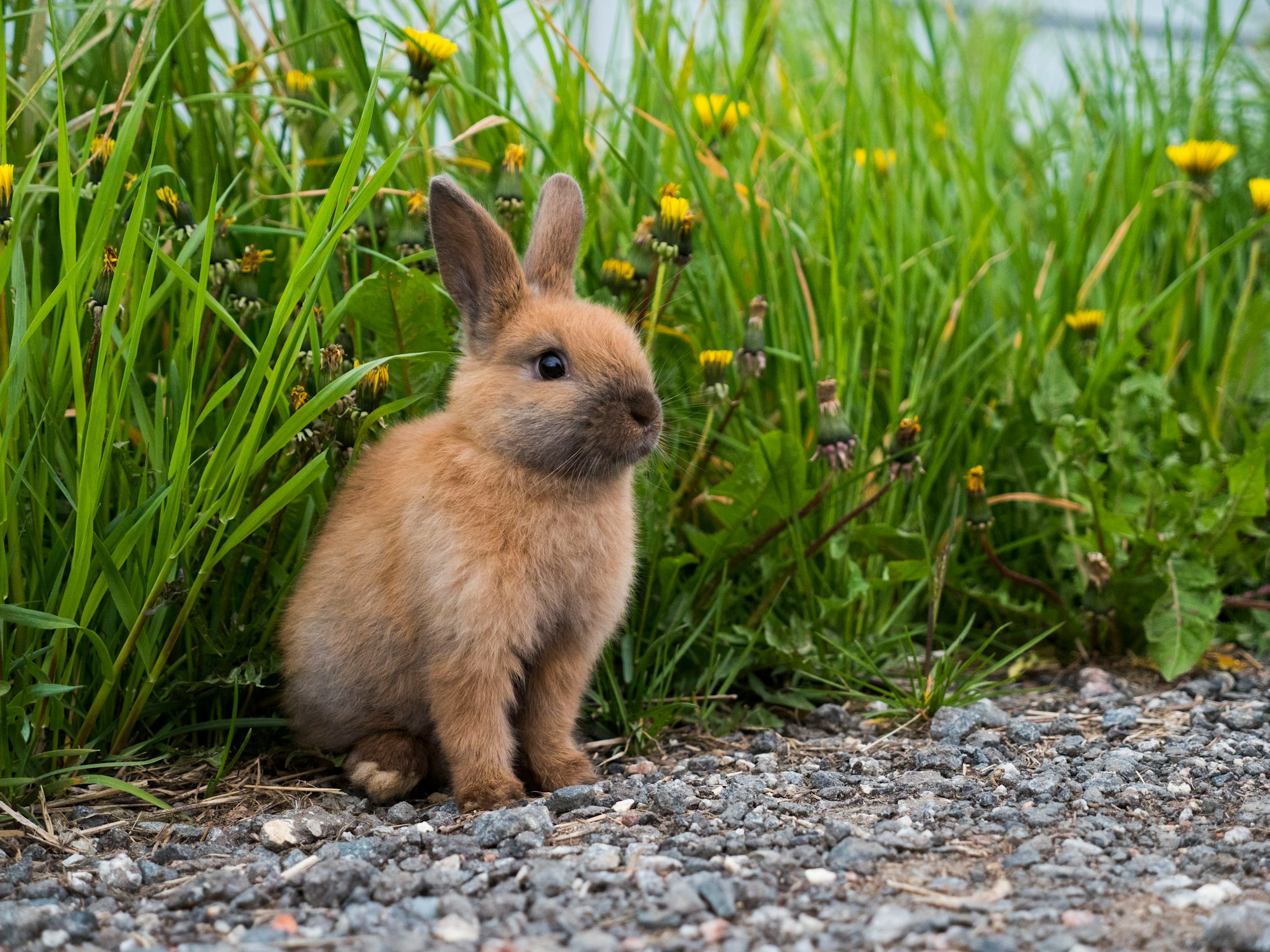 A little rabbit walking outside
