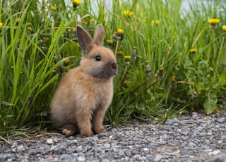 A little rabbit walking outside