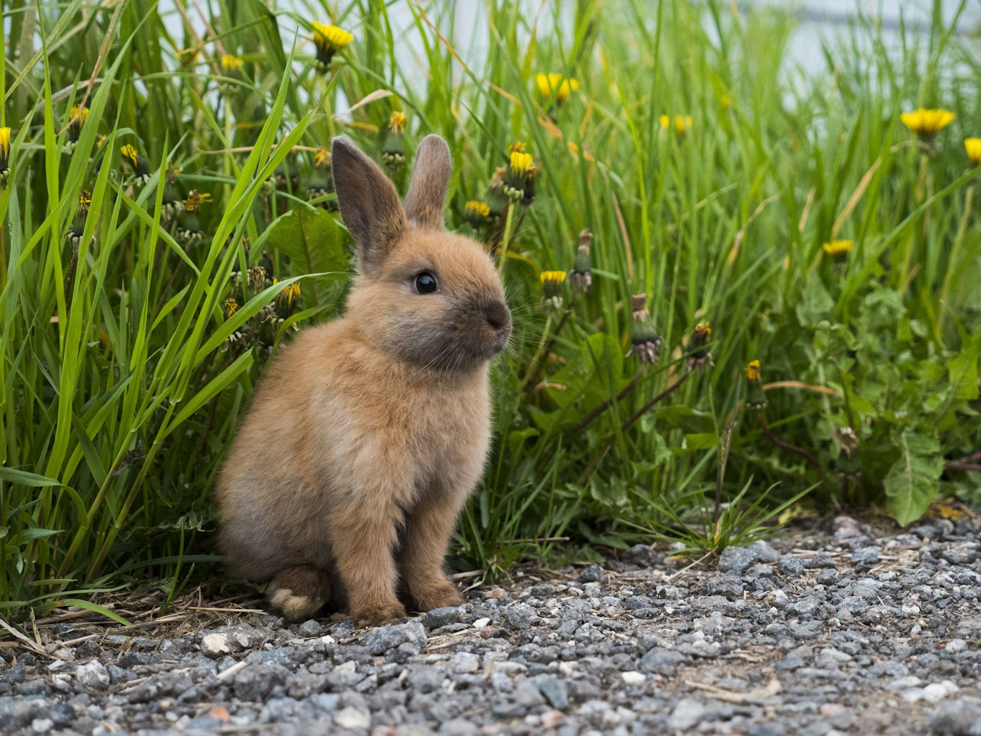Best Hay Feeder For Rabbits Based On Customer Ratings