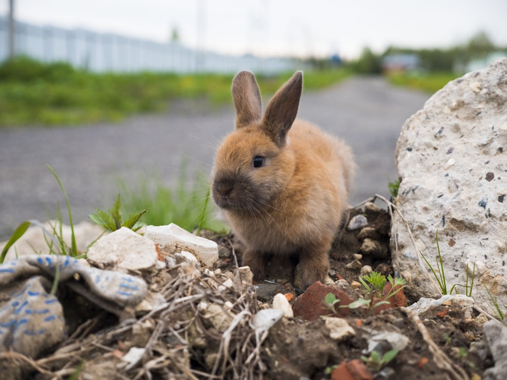 a rabbit is sitting in a pile of rubble