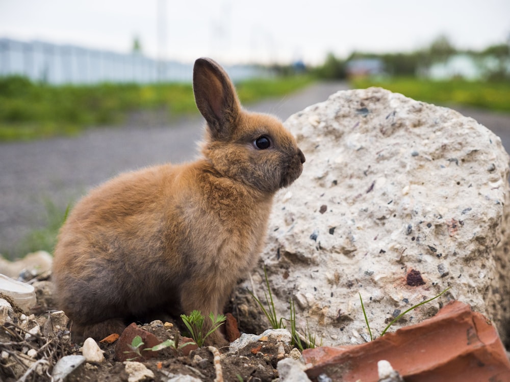 a small rabbit sitting next to a large rock