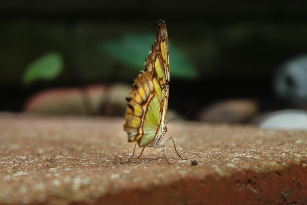 brown and black butterfly on brown concrete surface