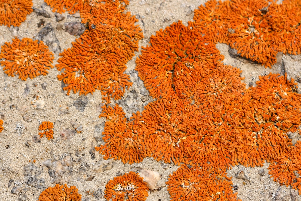 folhas marrons e brancas no piso de concreto cinza