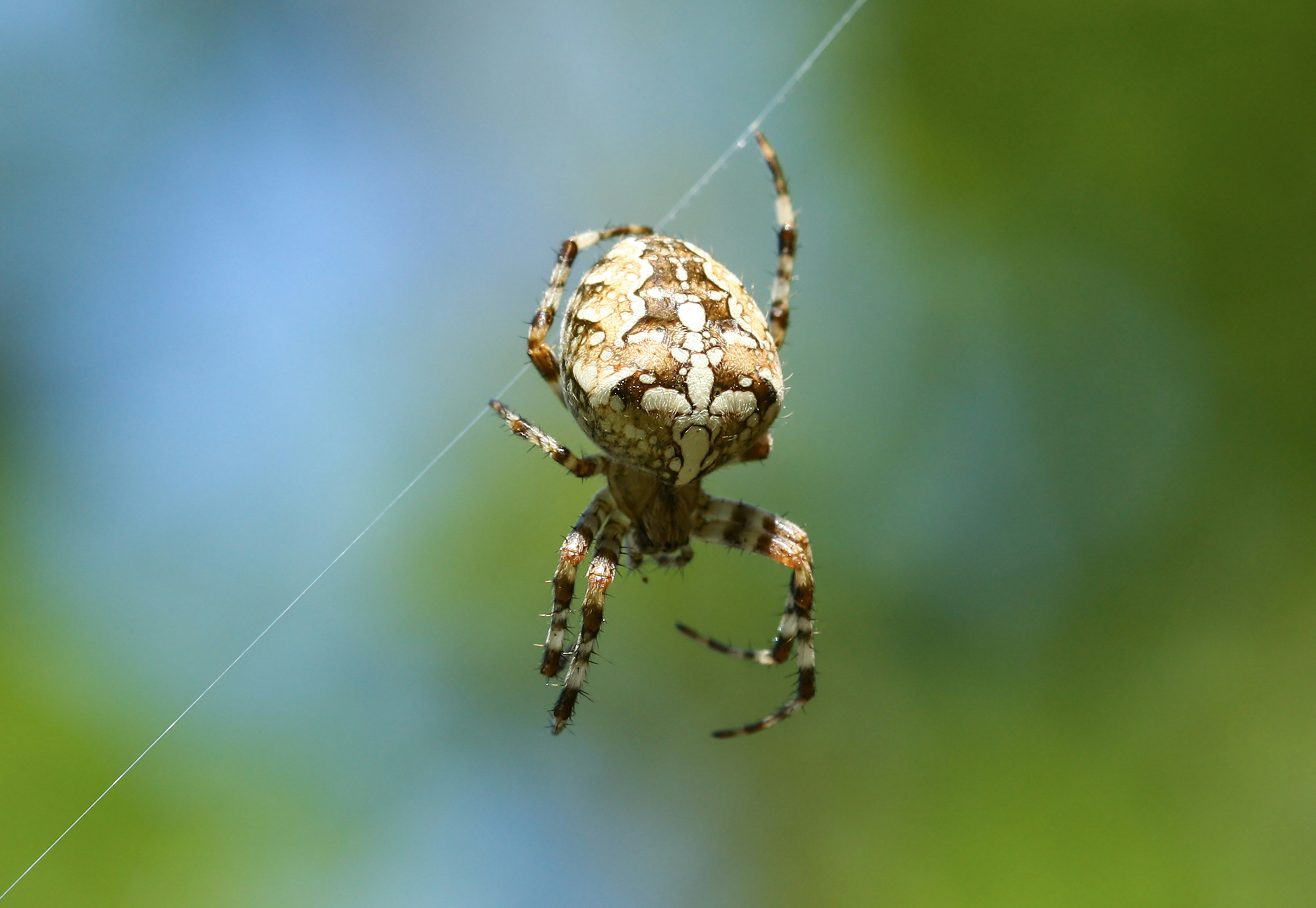 Photo by nyushasvoboda