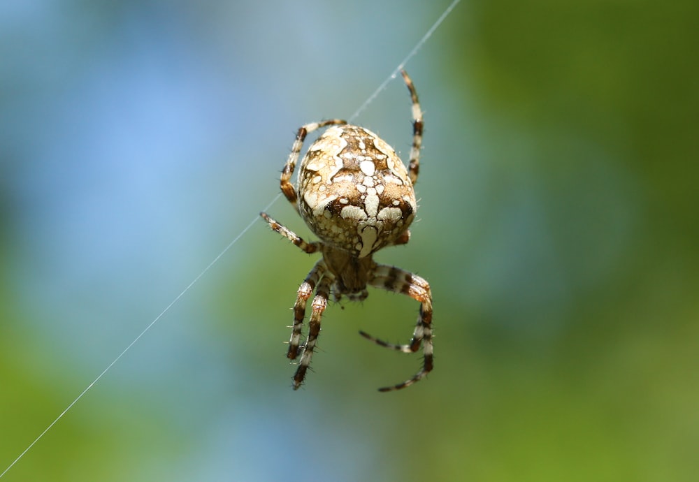 brown and white spider on web in close up photography during daytime