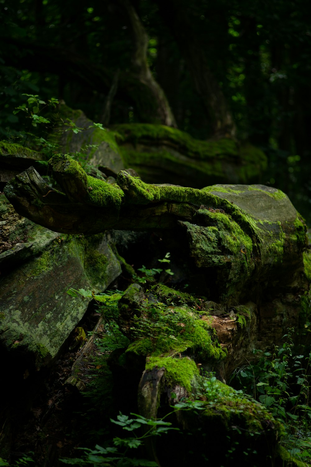 green moss on brown rock