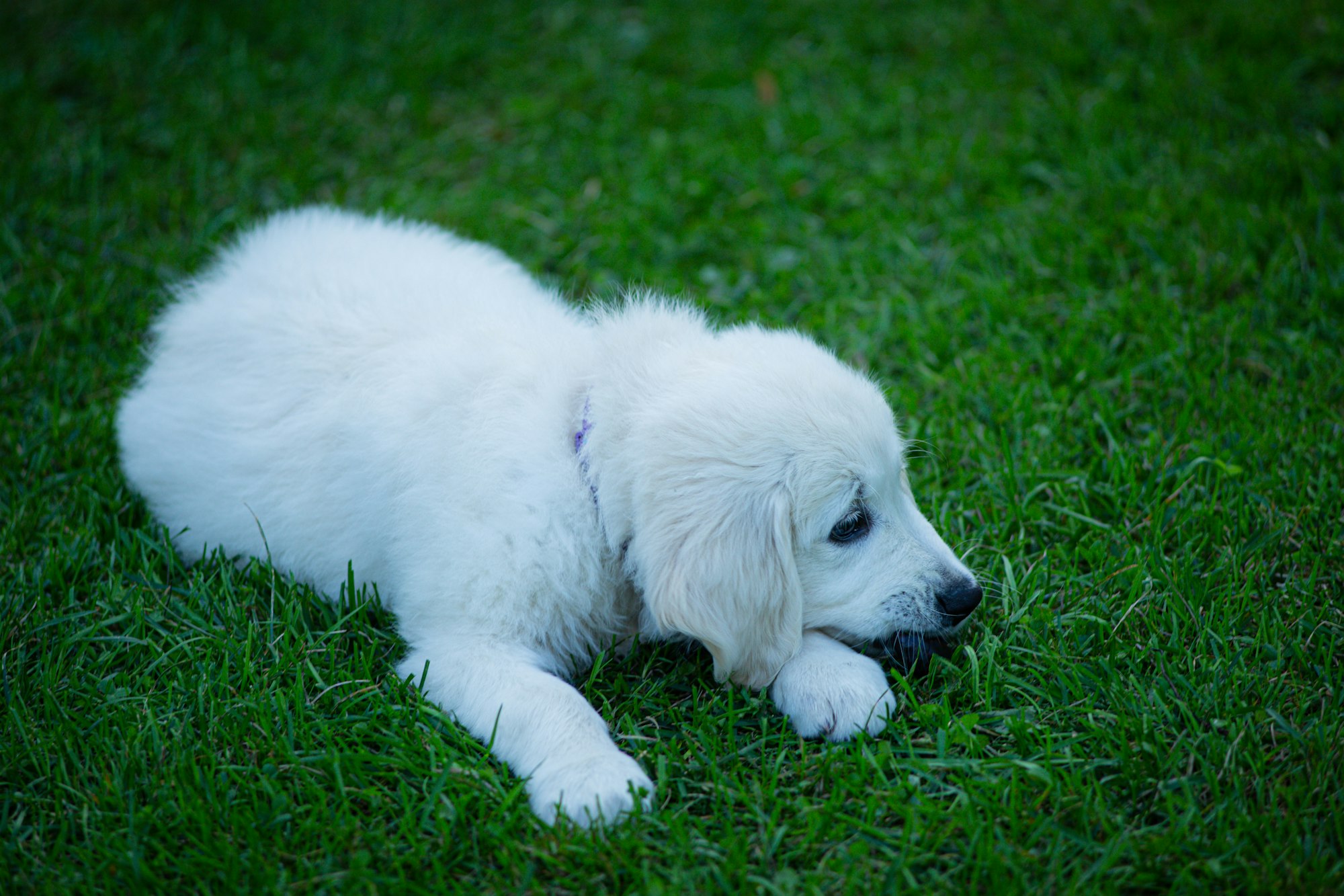 white puppy golden retriever