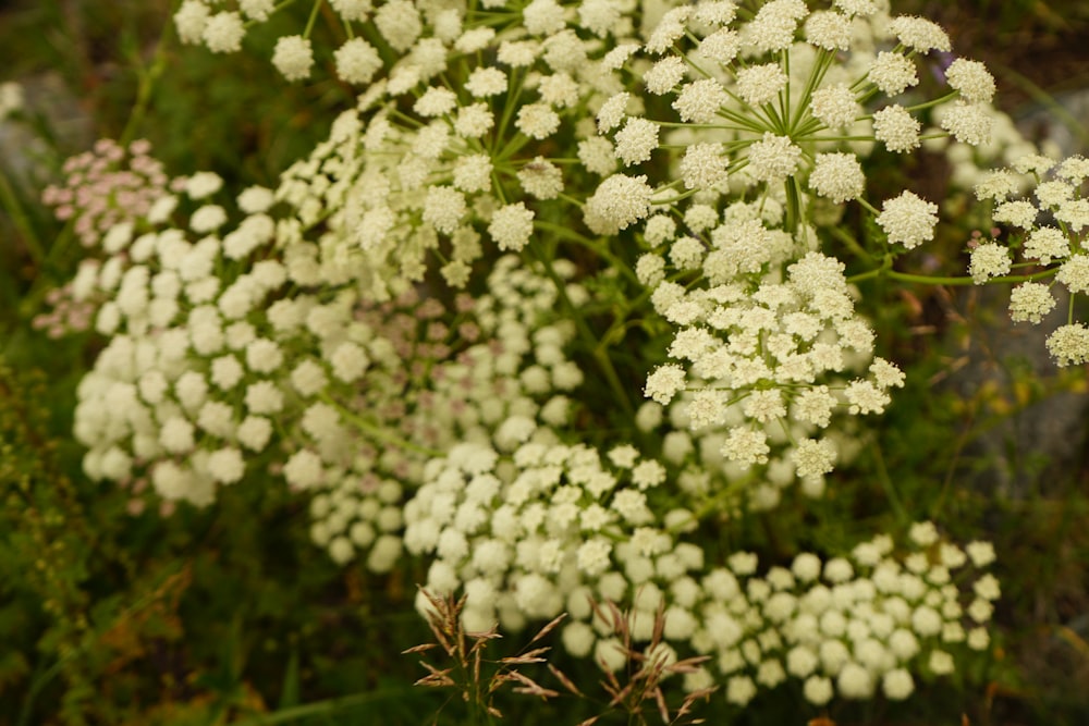 white flowers with green leaves