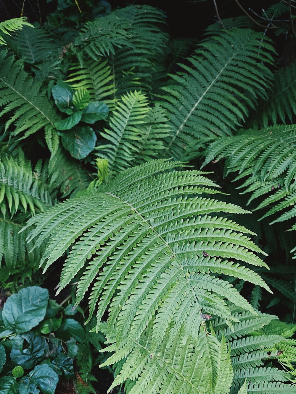 green fern plant during daytime