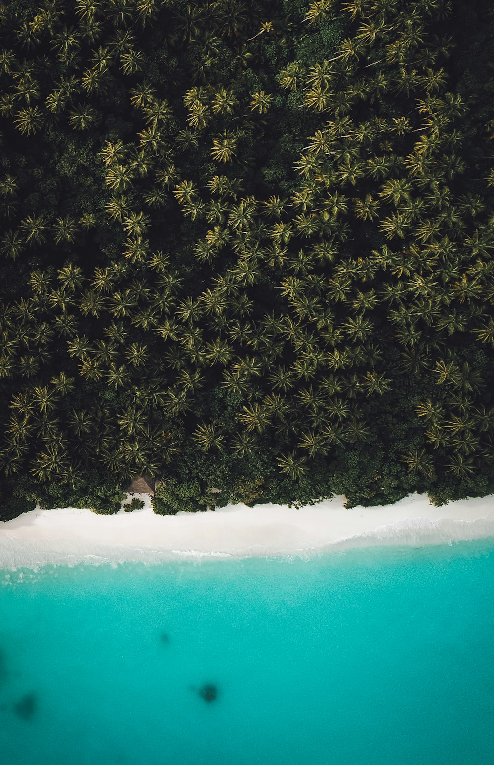 green trees on white snow covered ground during daytime