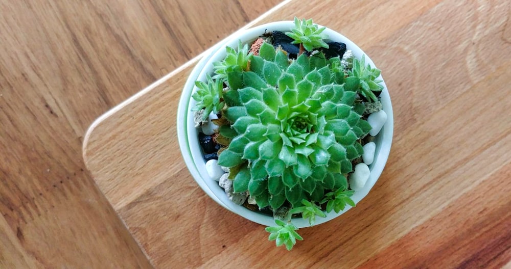 green succulent plant on white ceramic bowl