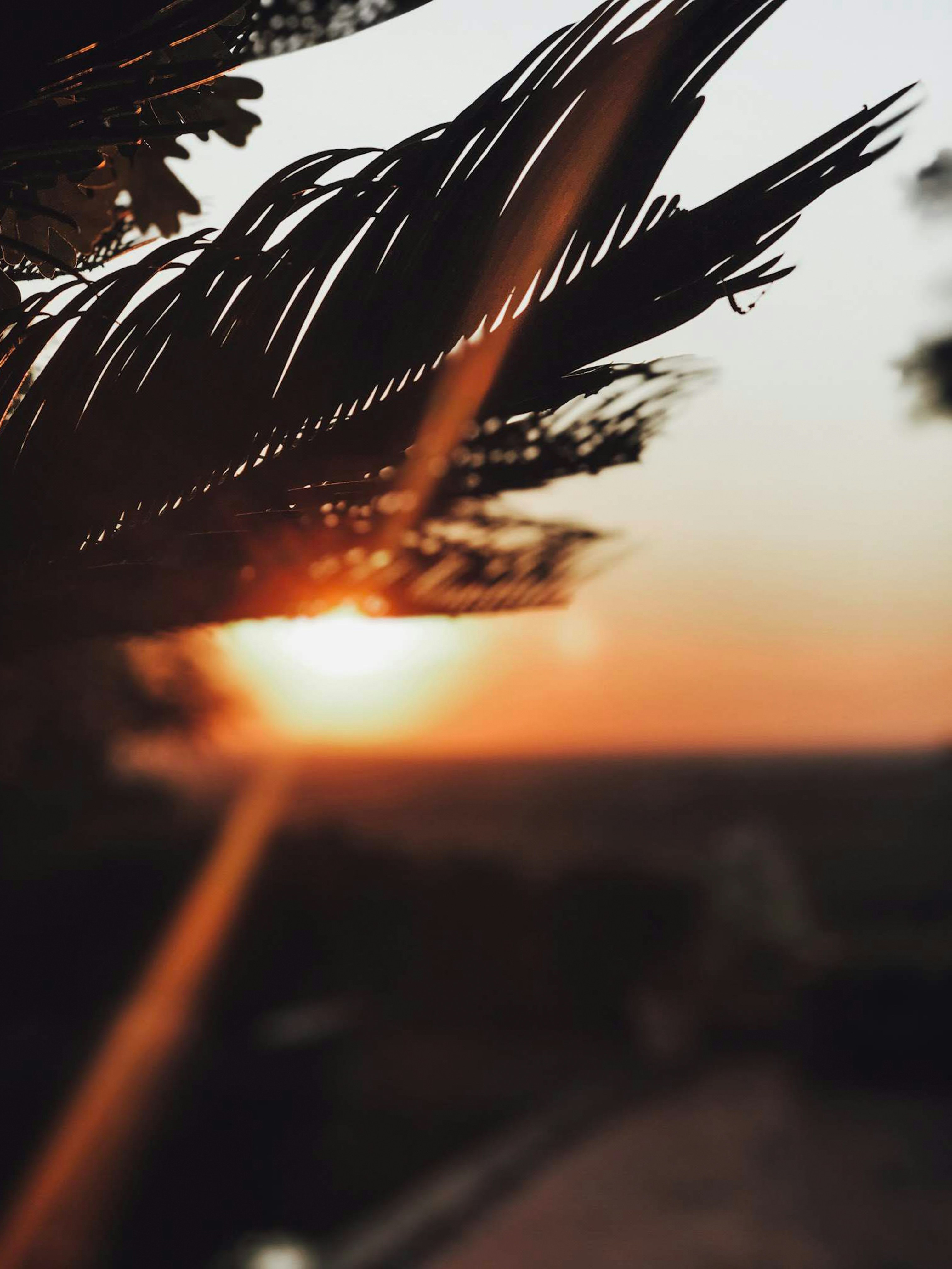 brown leaf during golden hour