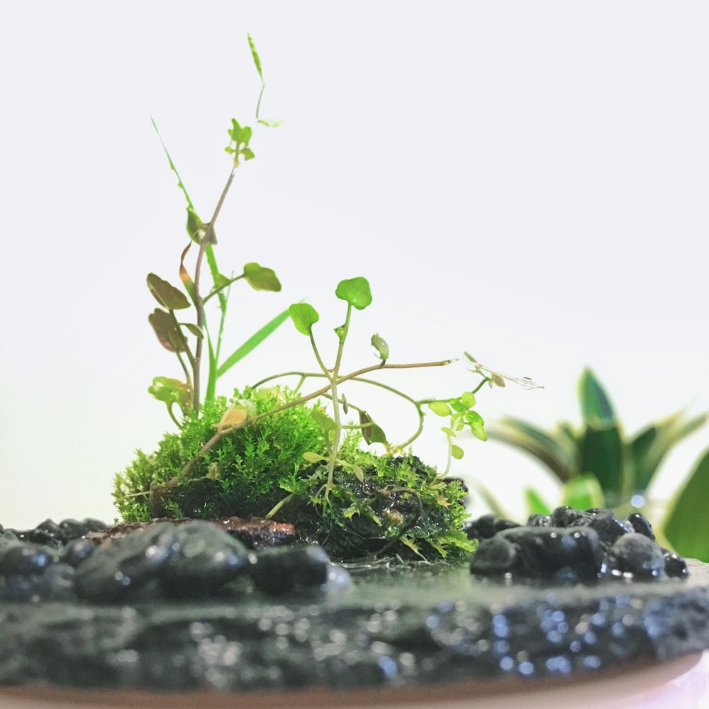 green plant on brown clay pot