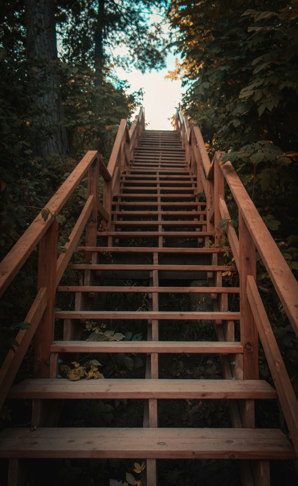 brown wooden staircase in forest during daytime