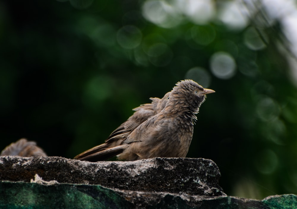 brown bird on black rock during daytime