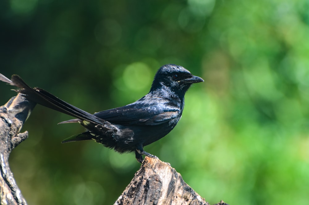 corvo preto no galho marrom da árvore durante o dia