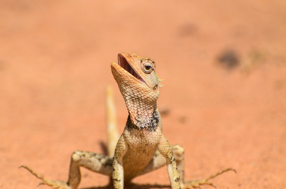 brown and black lizard on brown rock