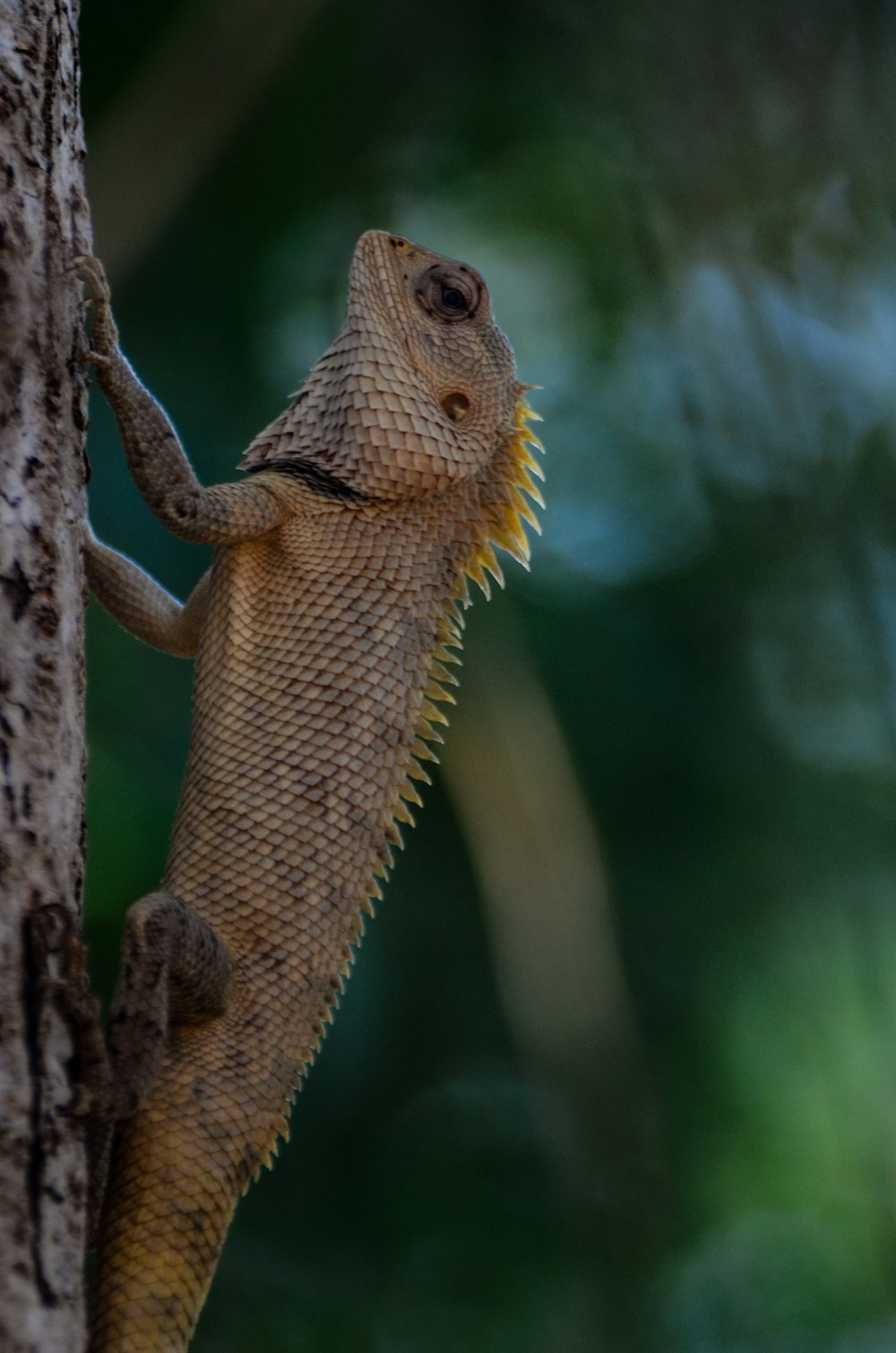 brown and yellow bearded dragon on brown tree branch during daytime