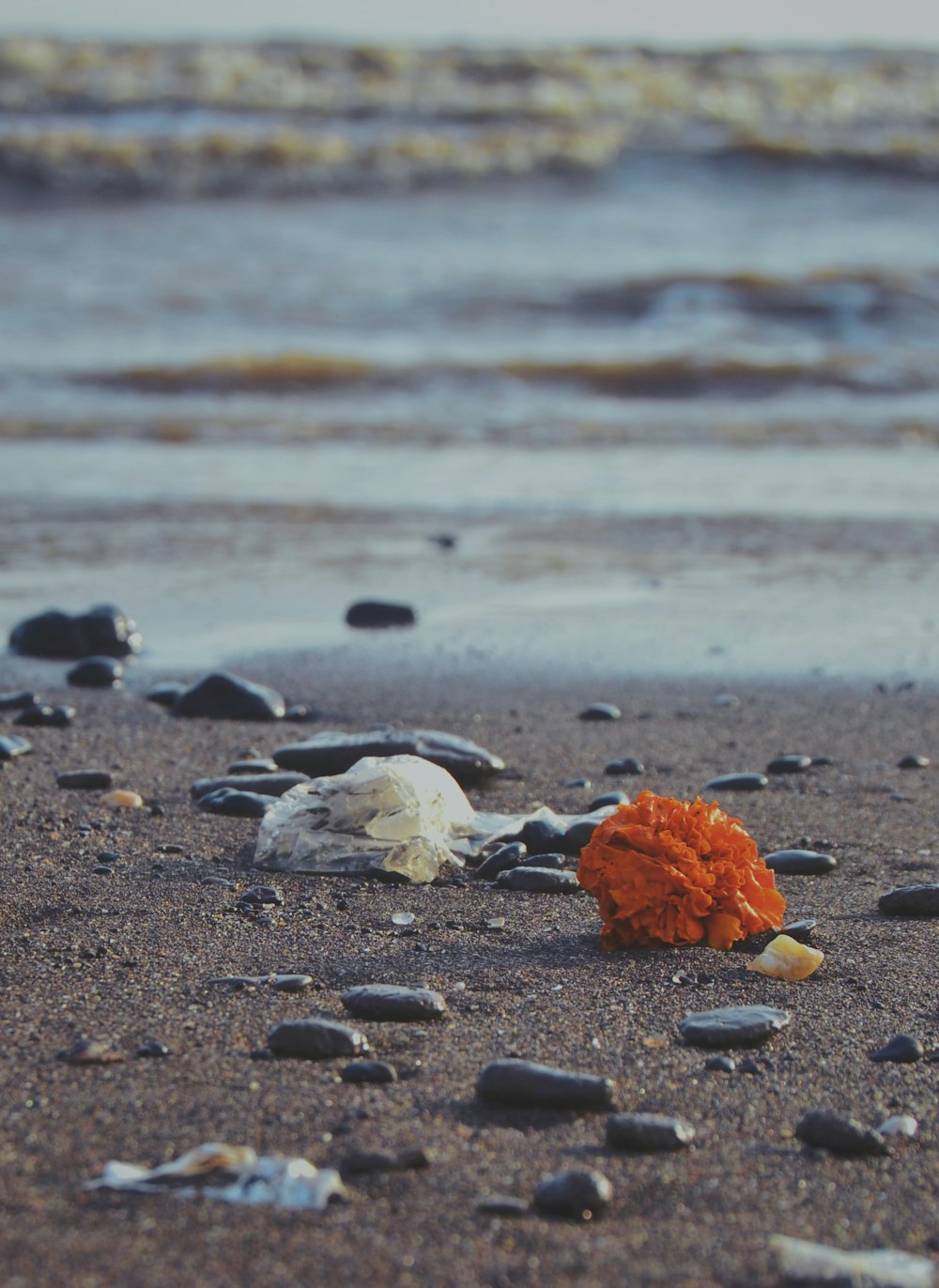 orange pumpkin on gray sand near body of water during daytime