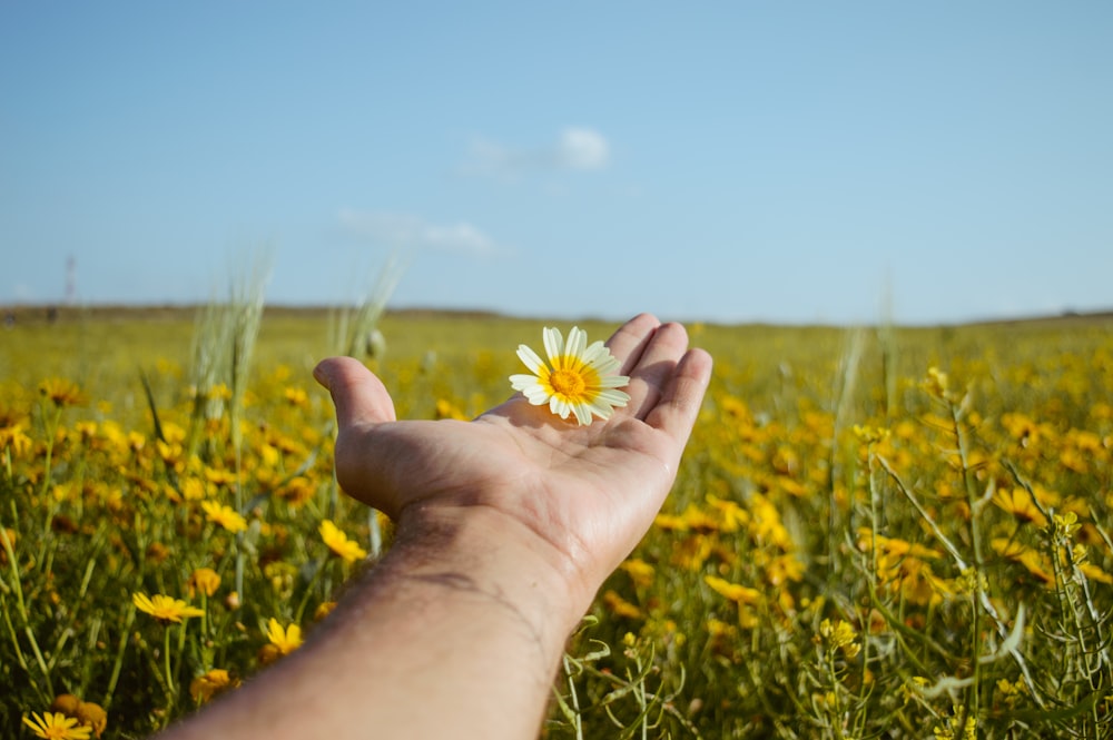 person holding white and yellow flower