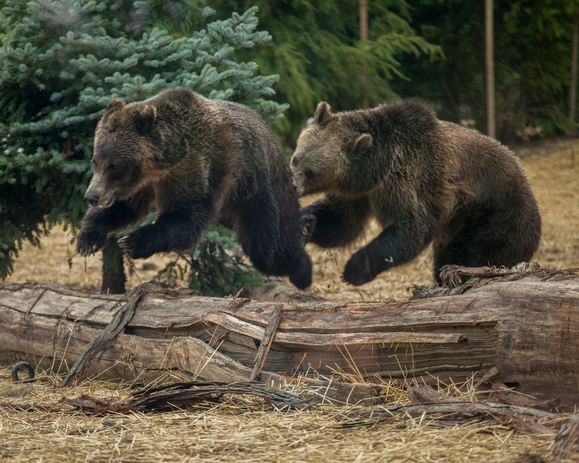 Two young, male bears chase each other over an old, felled log. 