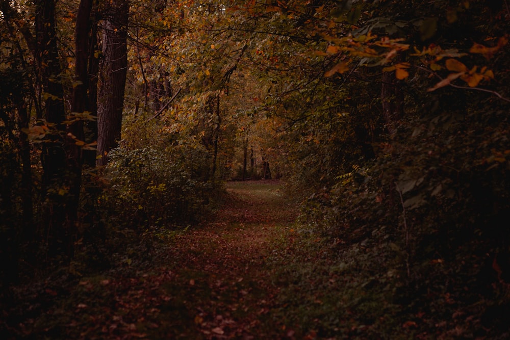 brown and green trees during daytime