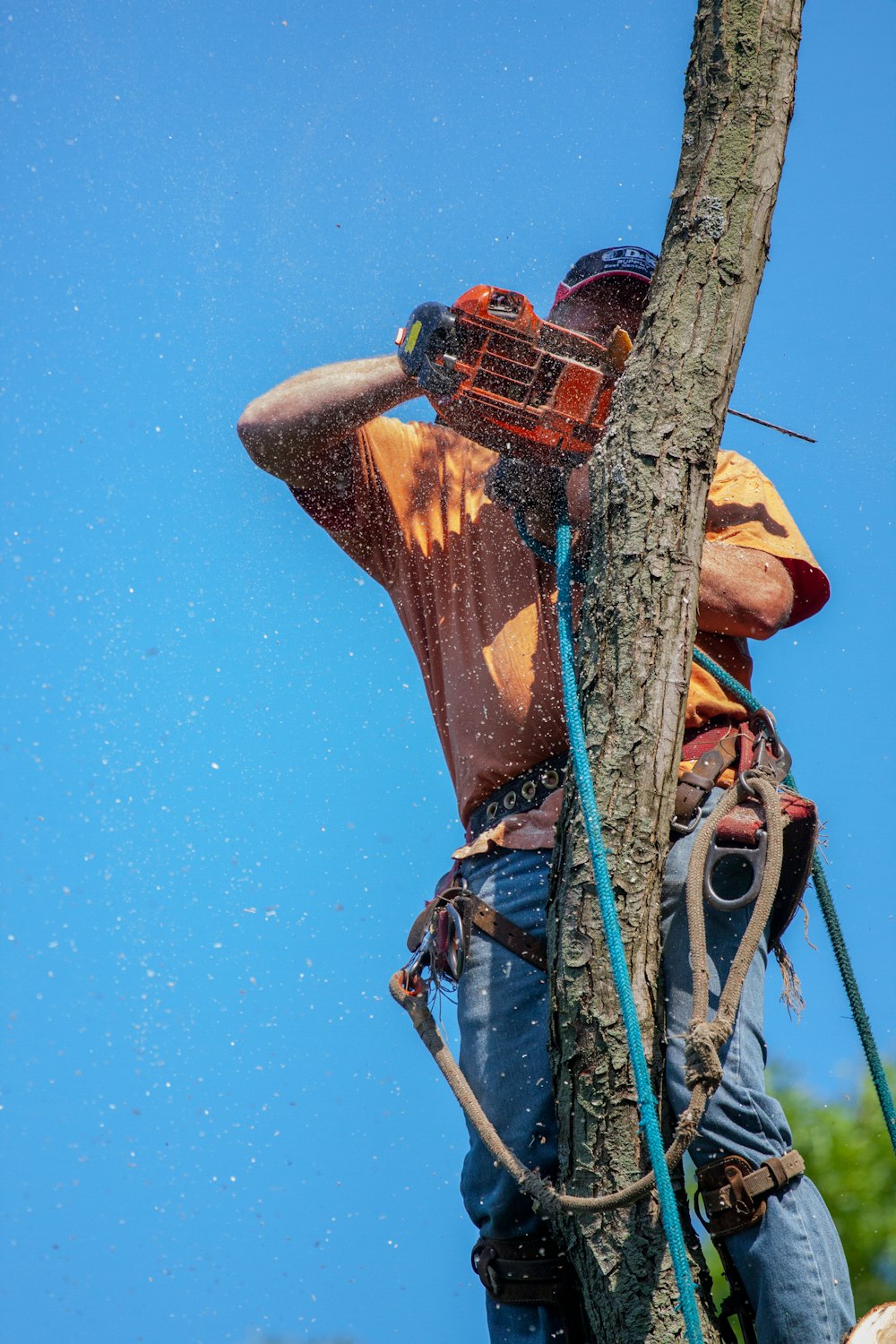 man in orange and black helmet riding on brown tree branch under blue sky during daytime