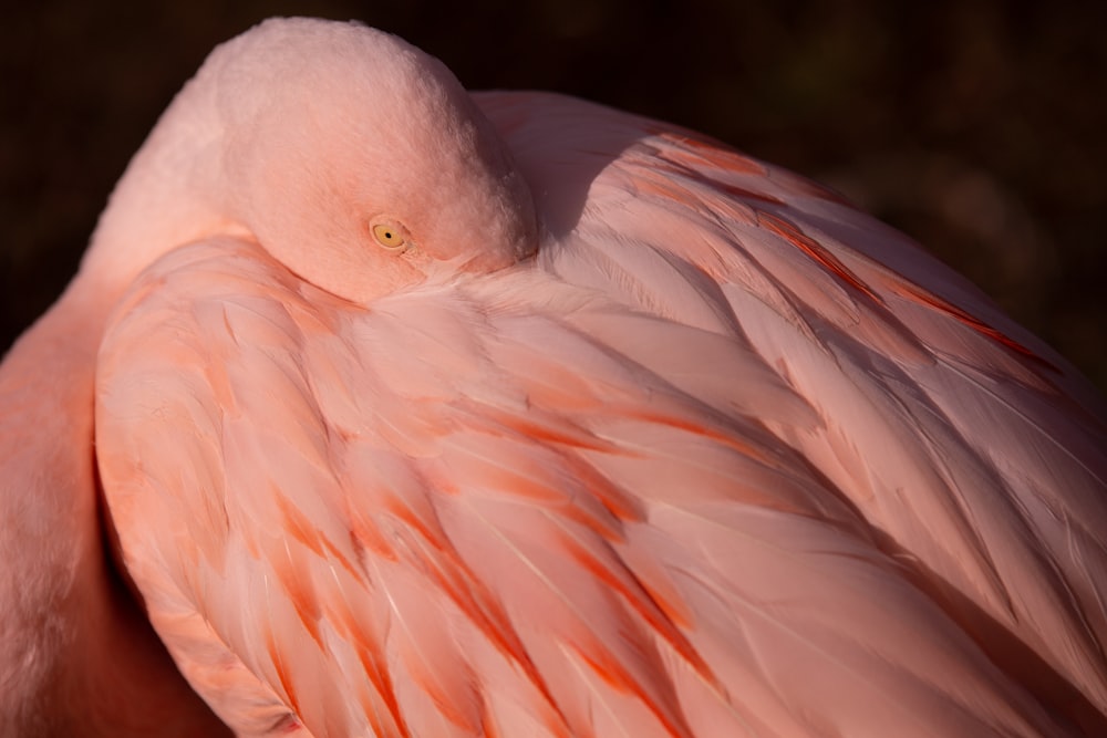 pink flamingo in close up photography