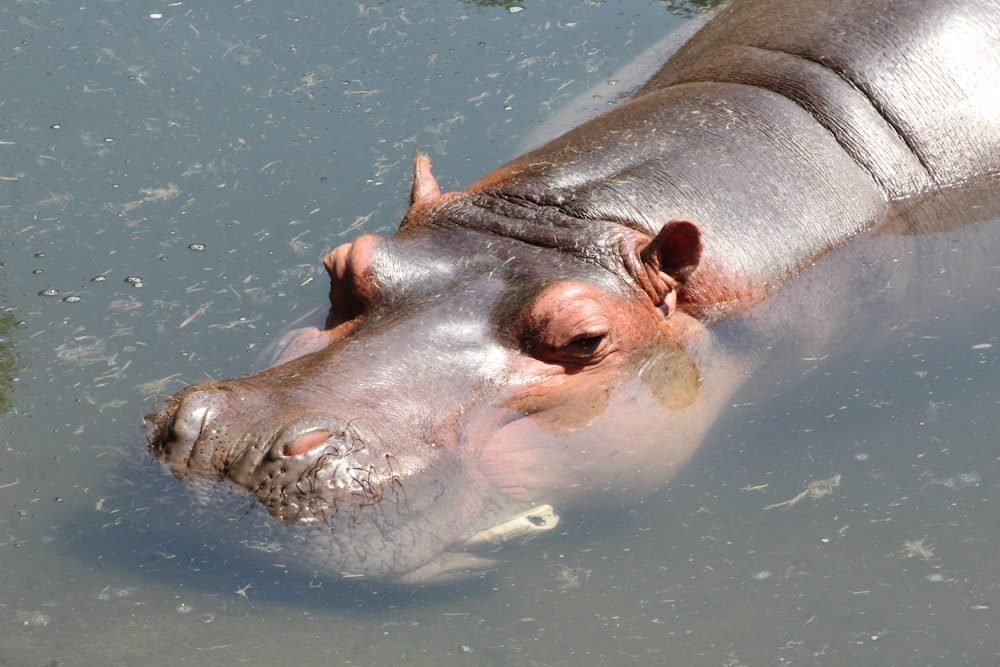 brown animal on body of water during daytime