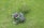 A person operates a green ride-on lawnmower, cutting grass around a small bush on a well-maintained lawn.