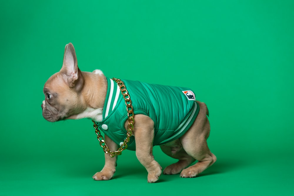 brown and white short coated puppy wearing teal shirt