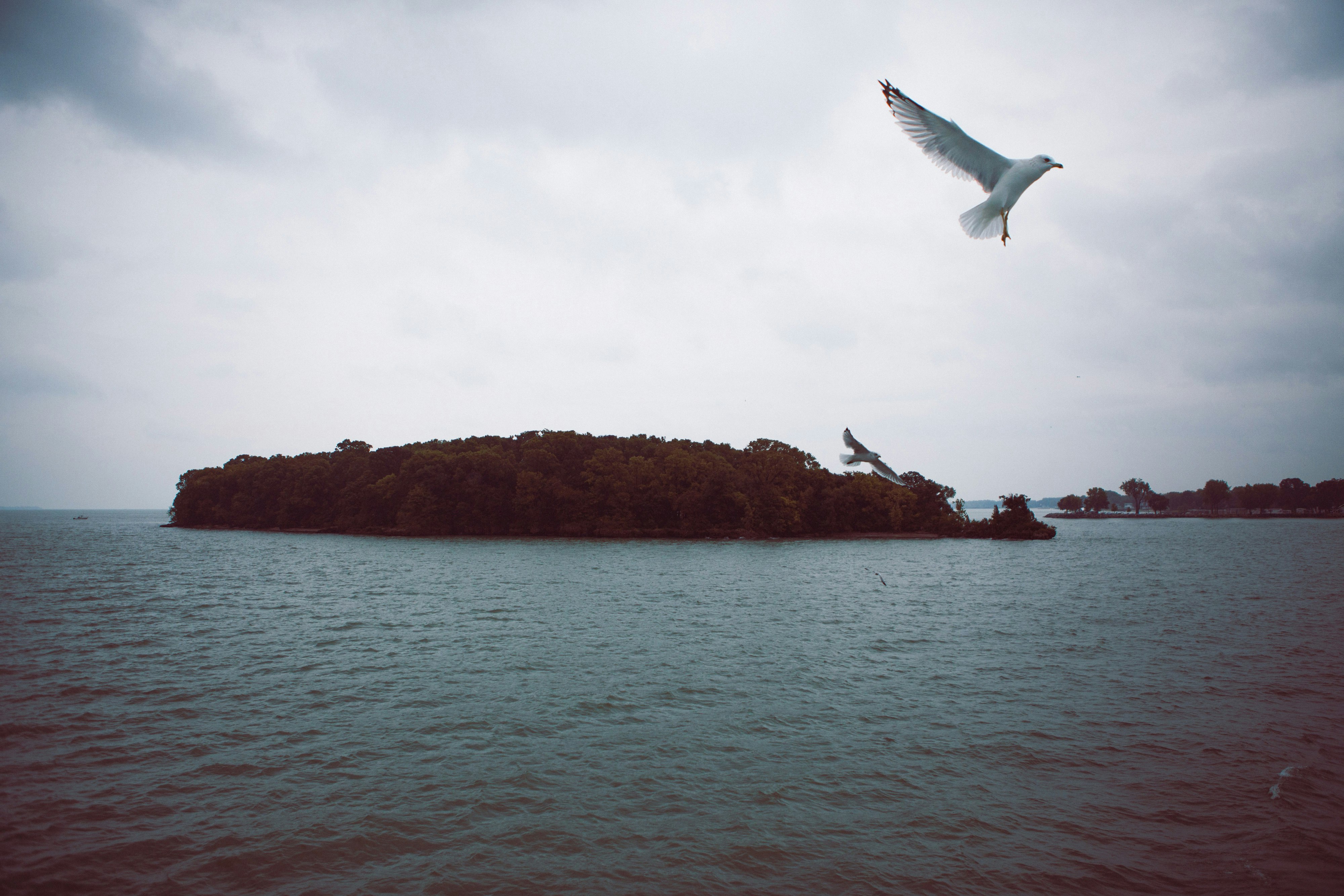 A seagull flies over lake erie on a cold, rainy fall afternoon. 