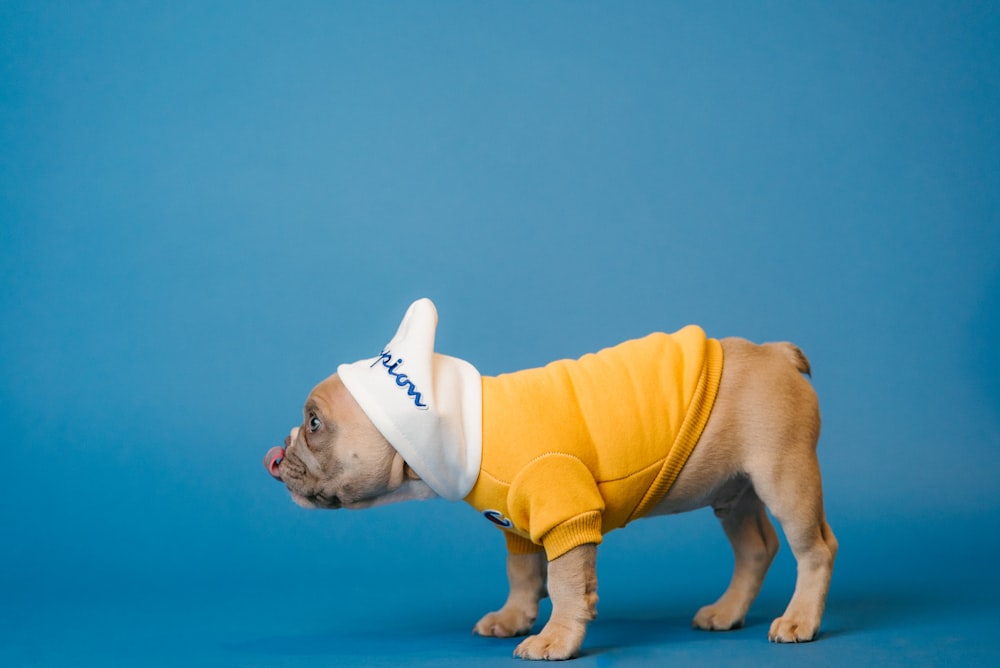 white and brown short coated dog in yellow shirt