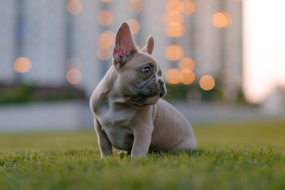 fawn pug puppy on green grass field during daytime