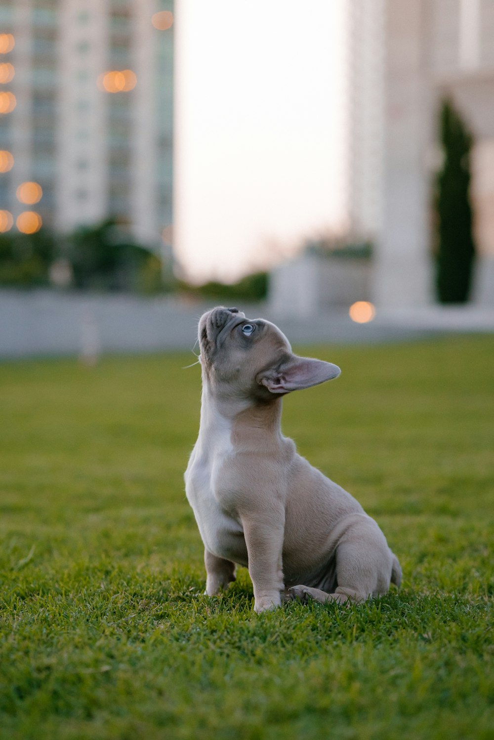 white and gray short coated puppy running on green grass field during daytime