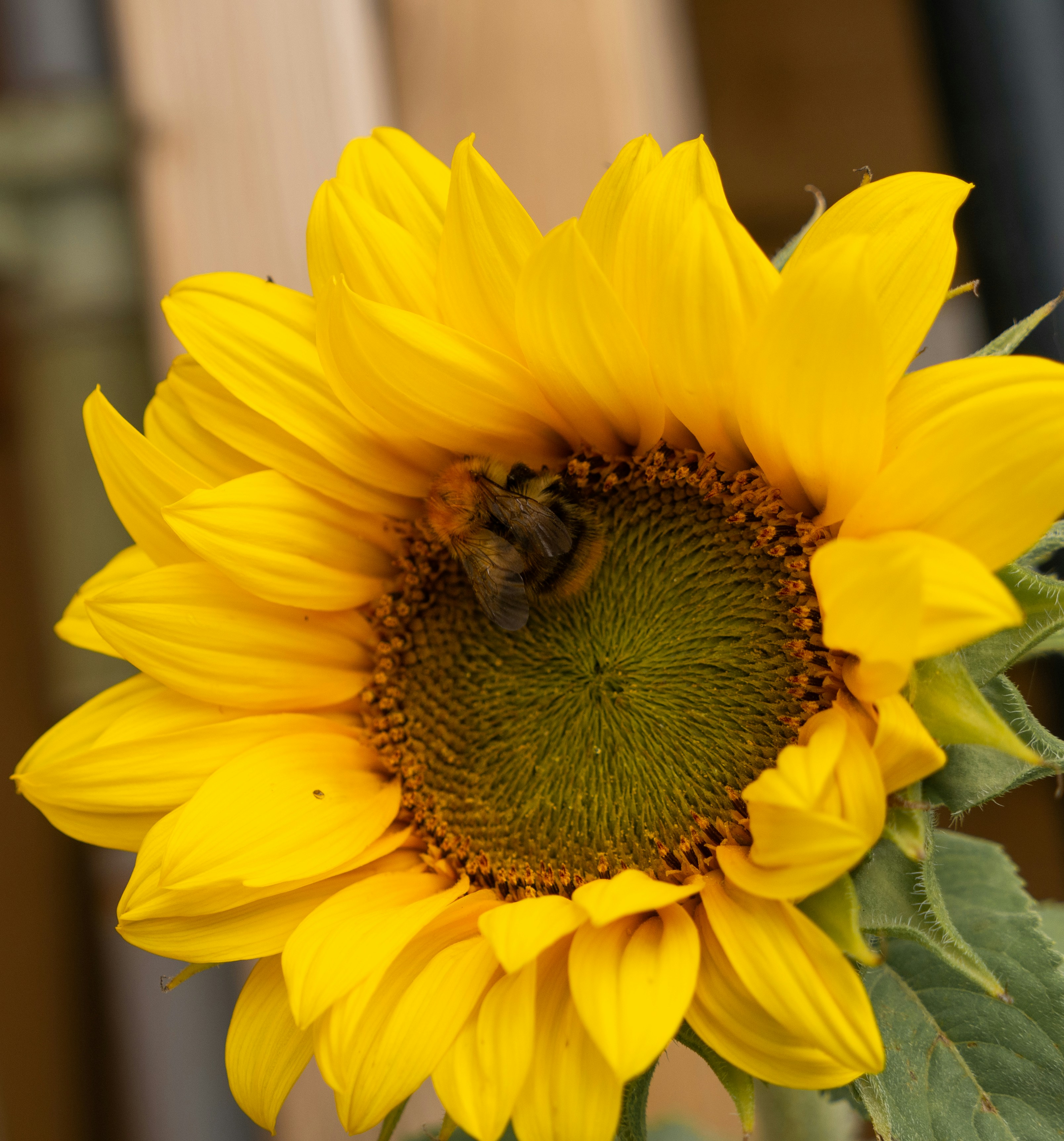 Photo by mattseymour