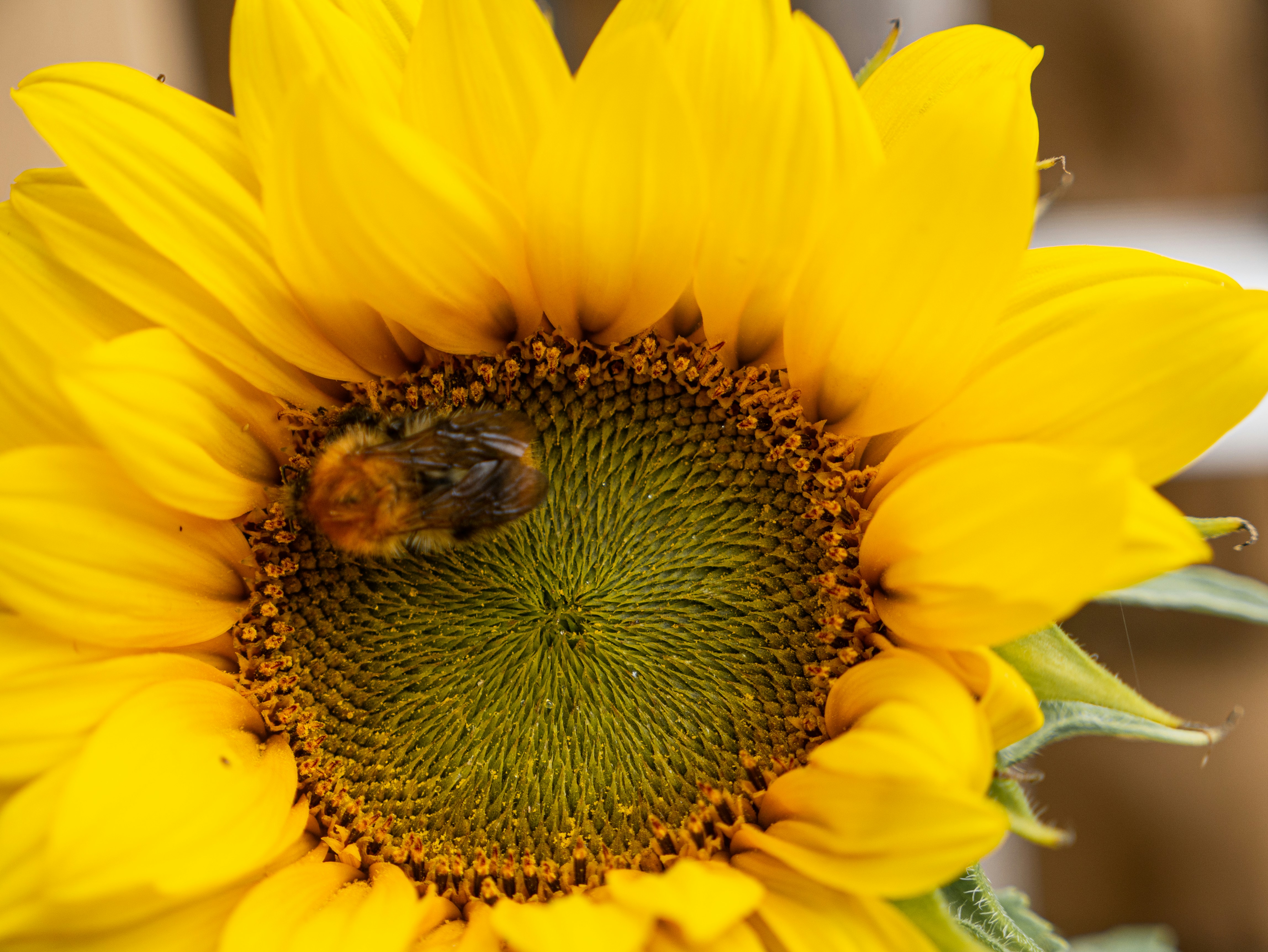 Photo by mattseymour