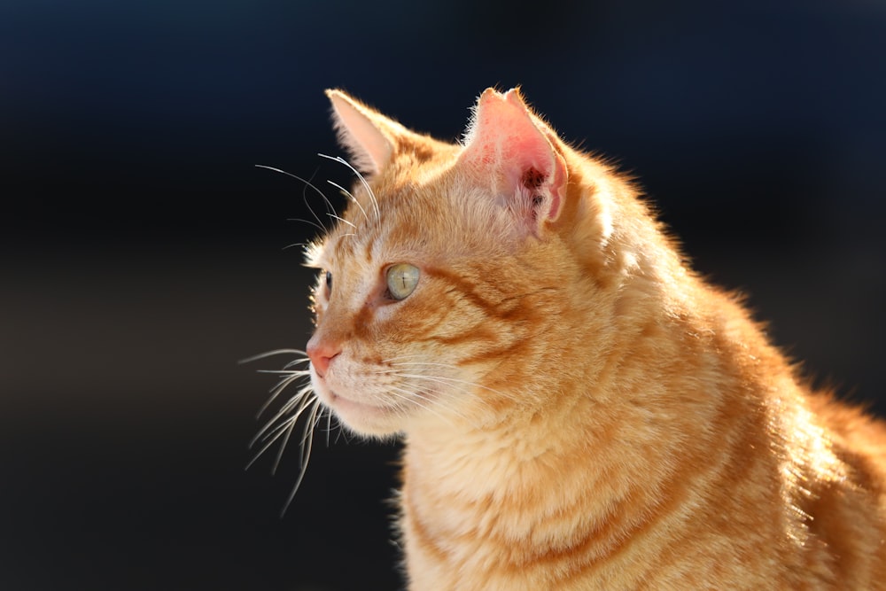 orange tabby cat with black background